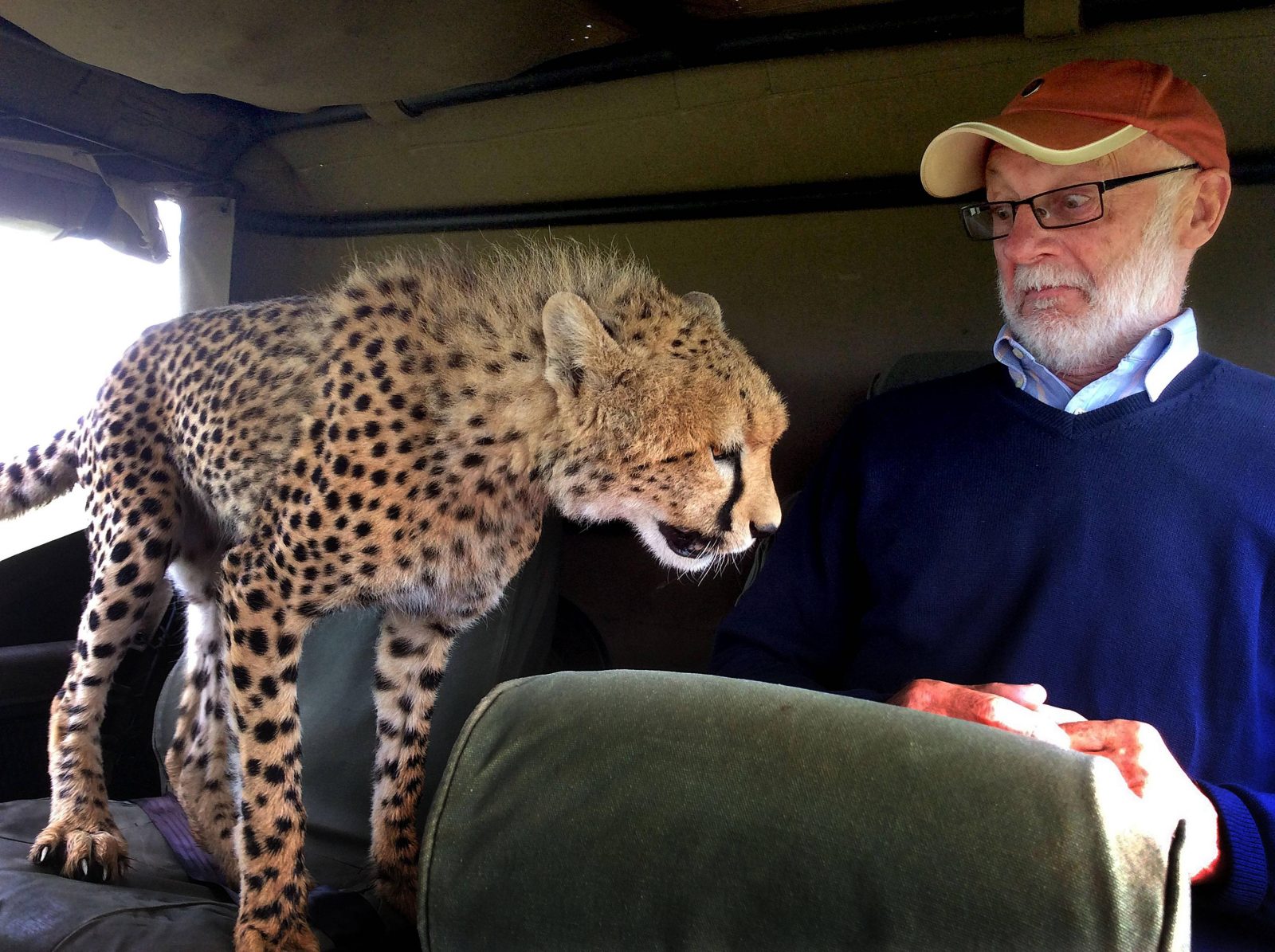 Chita pula dentro de um jipe num safari no Quênia.