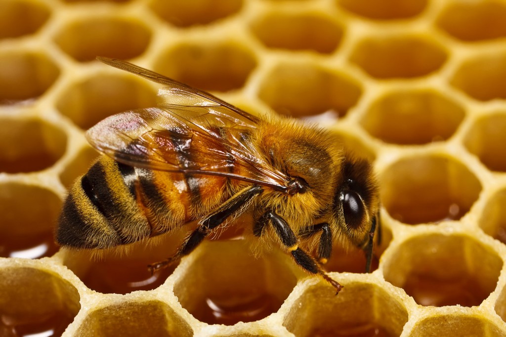 O mel é um excelente - e natural - substituto do açúcar.